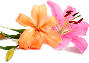 decorative image 3