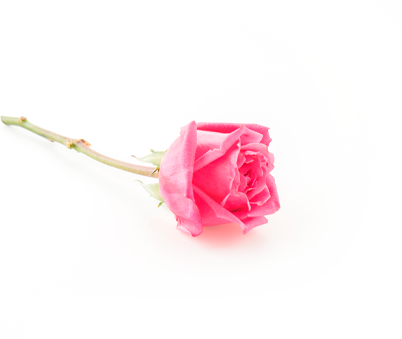 decorative image 4