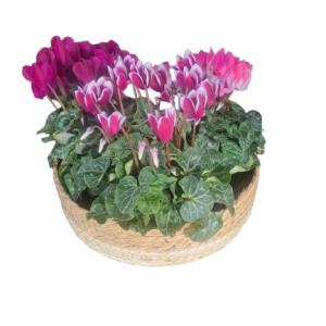 סלסלת 3 רקפות