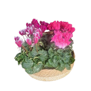 סלסלת 4 רקפות