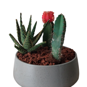 סוקולנטיים